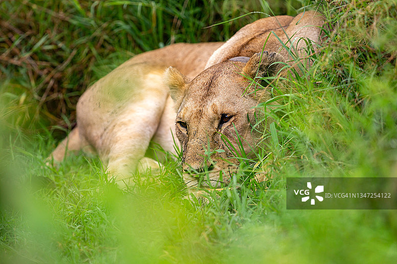 母狮在绿色中休息图片素材
