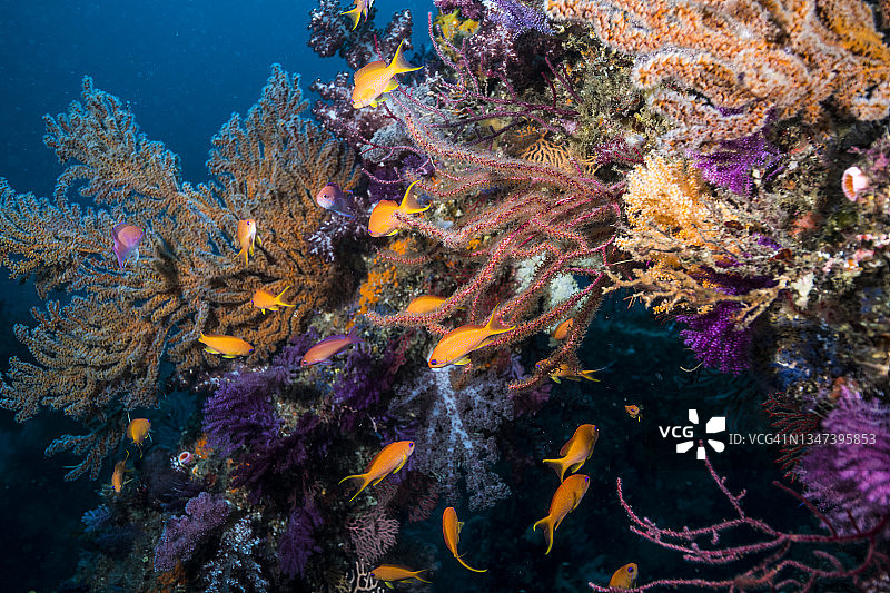 在珊瑚礁的边缘，有金色的海和五颜六色的柳珊瑚图片素材