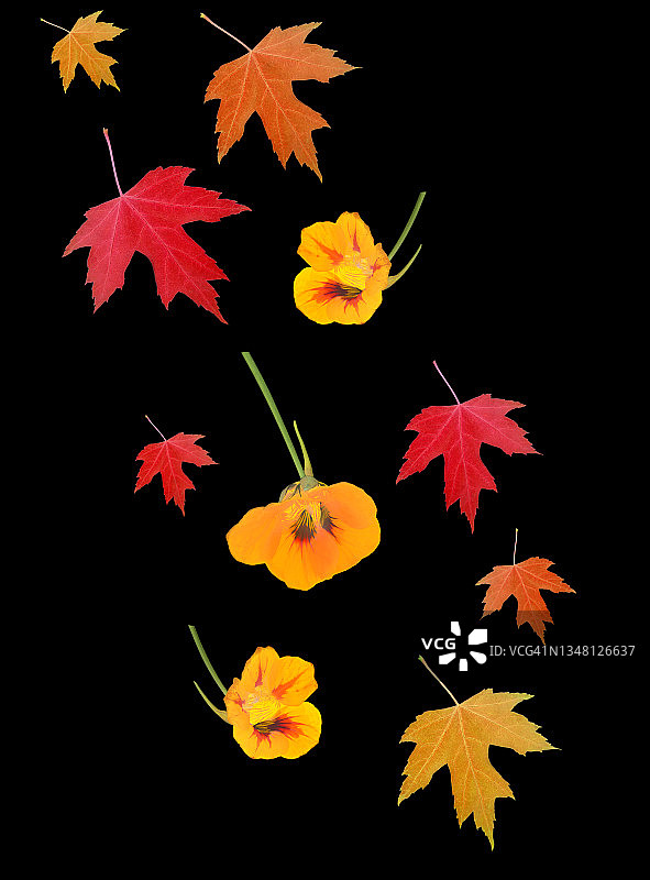 明亮的秋叶和旱金莲花上黑色。图片素材