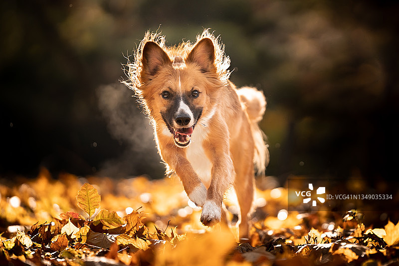 一只快乐的走狗的肖像图片素材