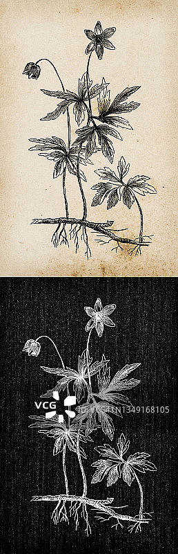 植物学植物古董雕刻插画:银莲花(木银莲花、风之花、顶针草)图片素材