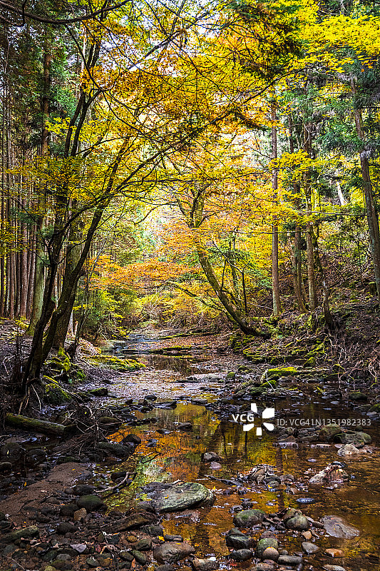 秋色的森林倒映在山间溪流的表面上图片素材
