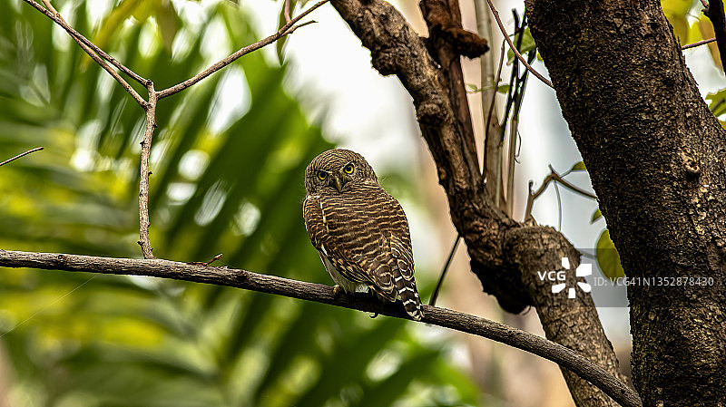 森林中树枝上的猫头鹰，亚洲横斑小猫头鹰图片素材