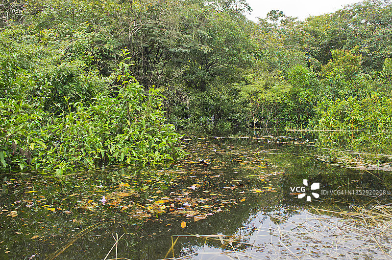 亚马逊盆地淹没了南美洲的巴西图片素材