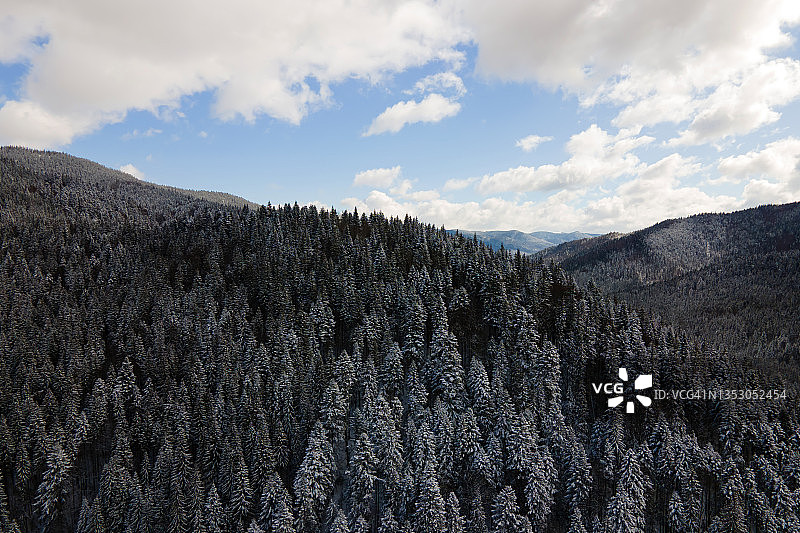 冬天的风景与云杉树的雪覆盖森林在寒冷的山脉。图片素材