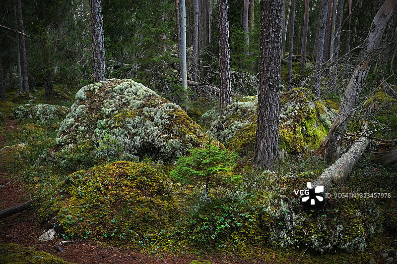 森林环境在原始森林的秋天白天图片素材