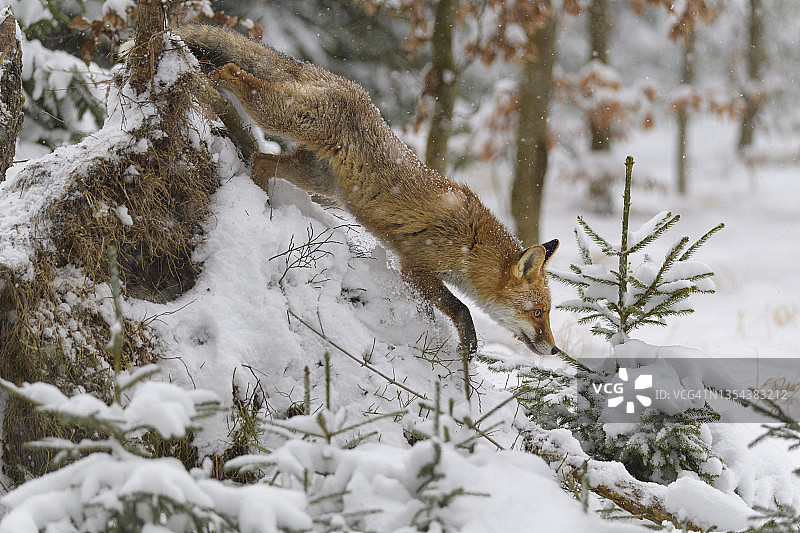 赤狐，狐，在冬天图片素材
