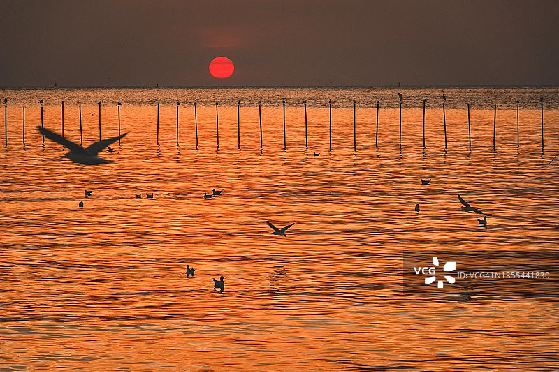 日落时海鸥在海面上翱翔的风景图片素材