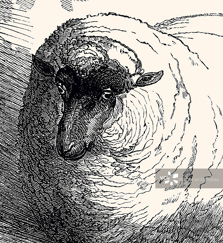 羊:服从(带有大量细节的XXXL)图片素材