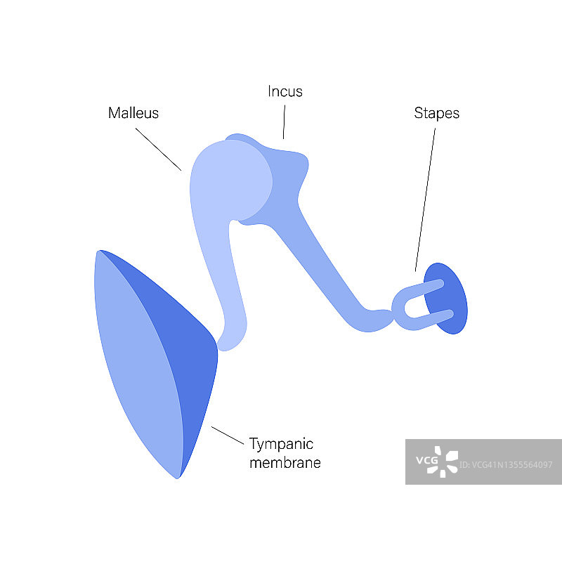 内耳解剖图片素材