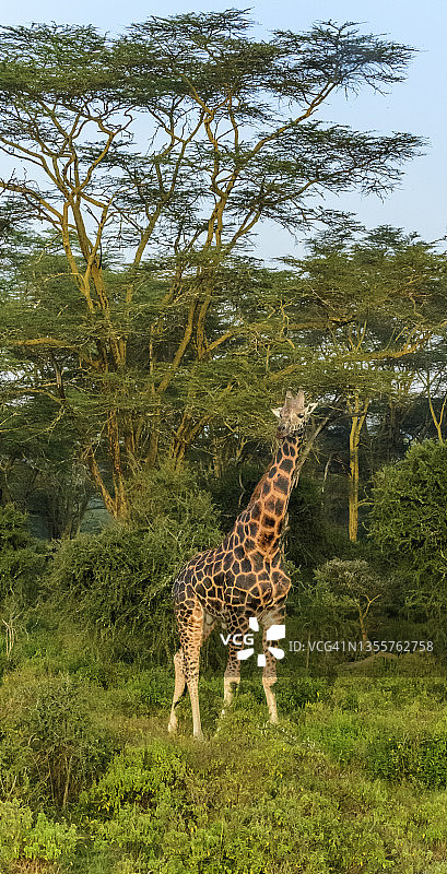 一只长颈鹿走在肯尼亚奥佩杰塔的热带草原上。图片素材
