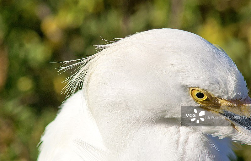 雪鹭的头部和眼睛的极端特写图片素材