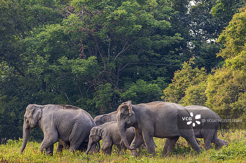 一群亚洲象在绿色的草地上野生图片素材