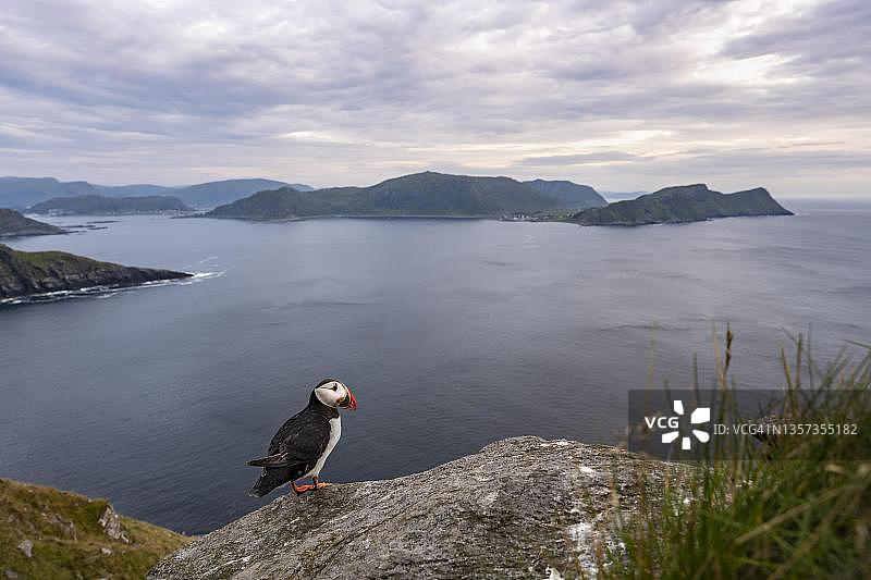 海雀(北极异卵海雀)站在岩石上，伦德岛，挪威图片素材
