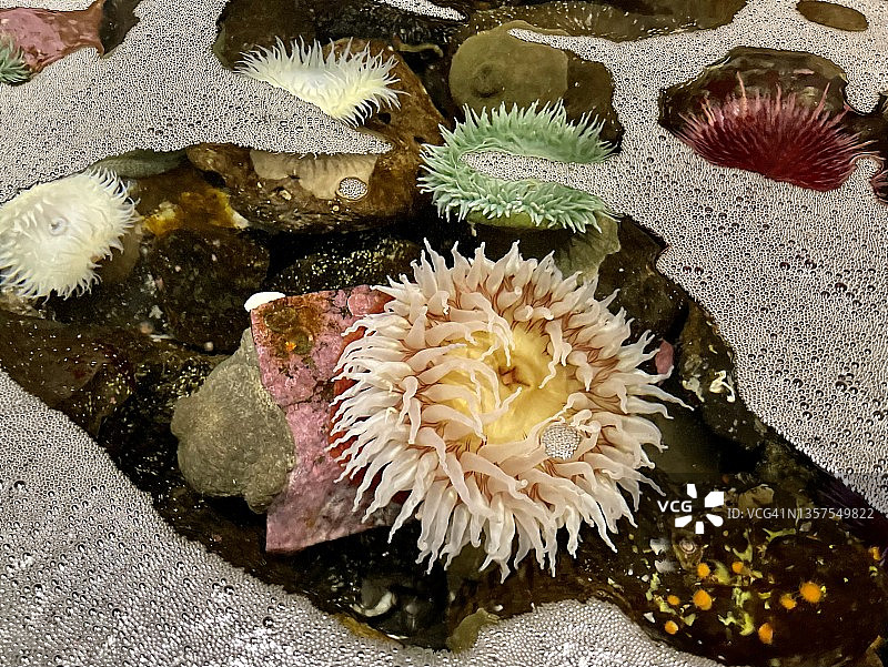 海葵(荨麻属sp)，在潮汐池，俄勒冈海岸，俄勒冈图片素材