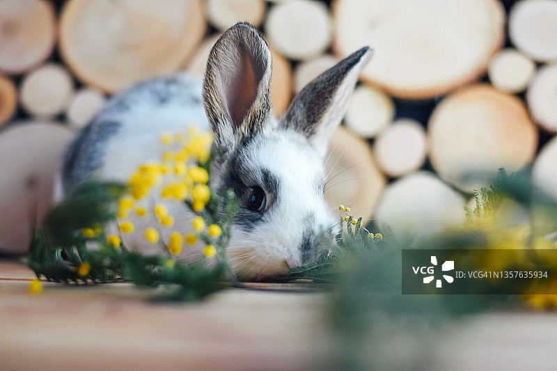 灰色和白色的兔子在木制背景上。图片素材