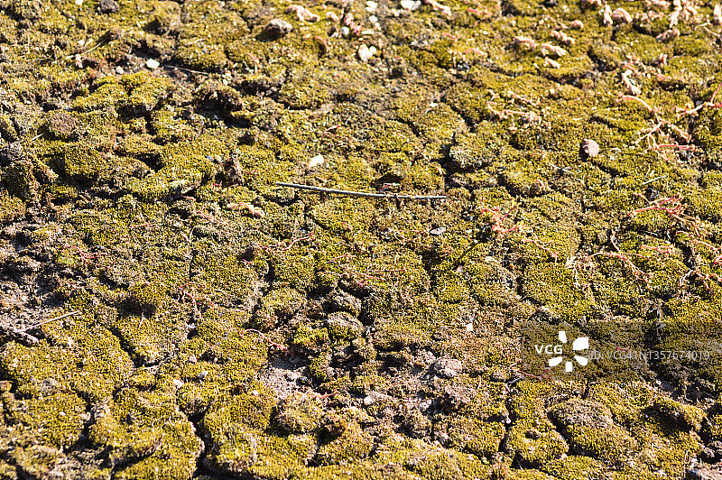 地球上的绿色苔藓近距离观察与选择性聚焦前景图片素材