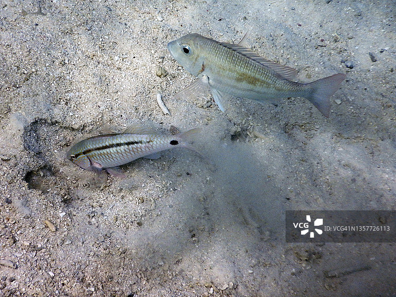 两只山羊鱼(Parupeneus forsskali)正在筑巢产卵图片素材