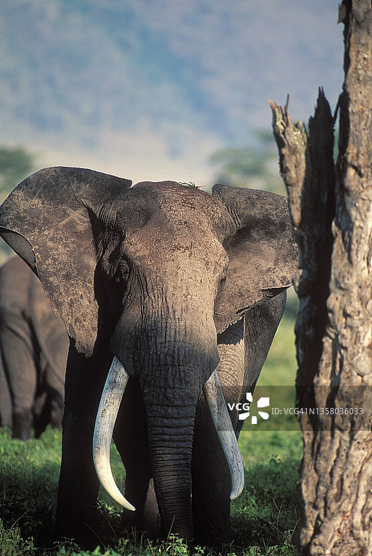 恩戈罗恩戈罗火山口的大象，长着巨大的象牙图片素材