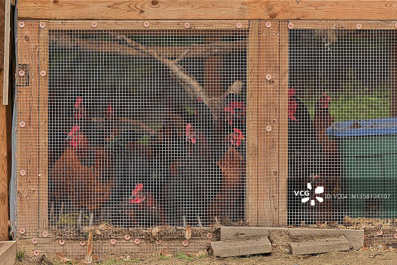 公鸡和母鸡挤在鸡舍里图片素材