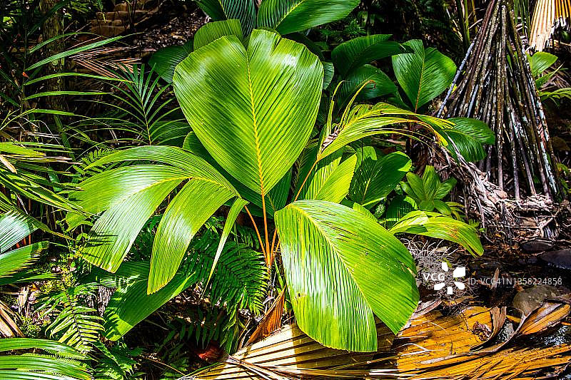 Verschaffeltia splenddida，高脚棕榈，塞舌尔的普拉斯林，瓦莱迈的宏伟的绿色植物图片素材
