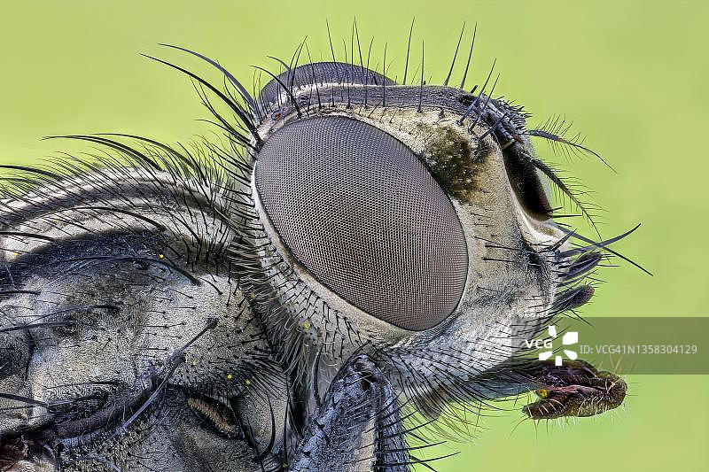 家蝇(家蝇)，微距照片，放大倍数abm51，德国黑塞图片素材