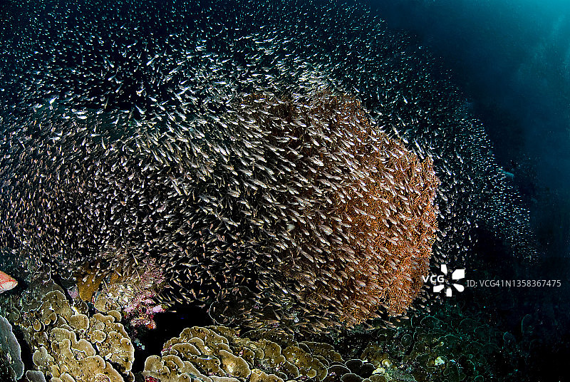 在泰国的米兰岛，一群玻璃鱼(Parambassis ranga)环绕着巨大的海区图片素材