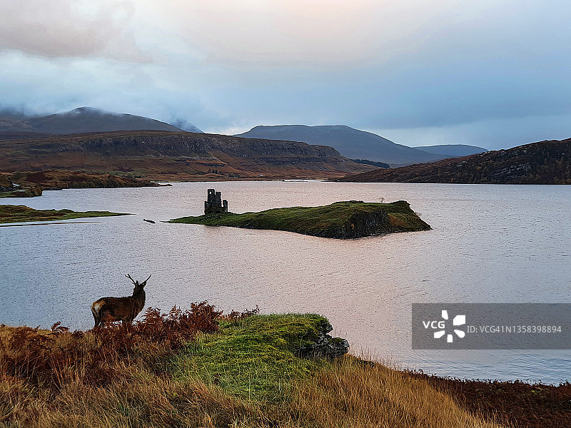 英国苏格兰高地，野鹿俯瞰阿德维克城堡图片素材