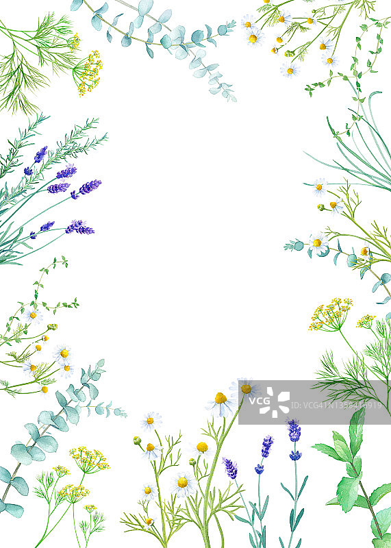 草药水彩插图(洋甘菊，薄荷，薰衣草，桉树)。草药框架装饰。邀请,垂直的。图片素材