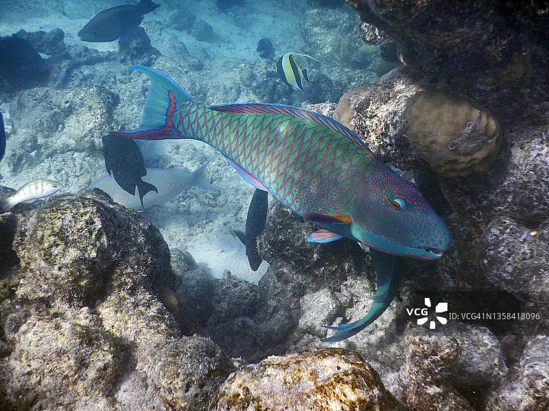 在马尔代夫礁上的斑鹦嘴鱼(斑眼鱼或斑眼鱼)图片素材