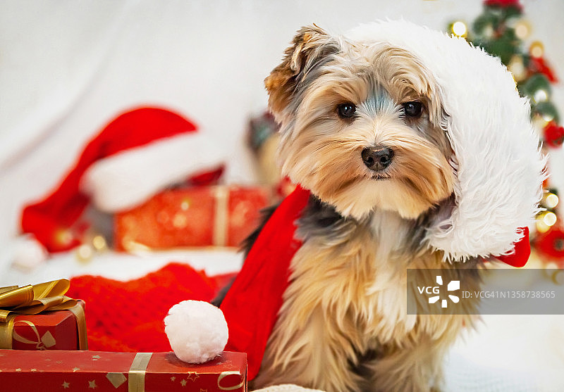 圣诞节戴圣诞帽的约克郡小猎犬。图片素材