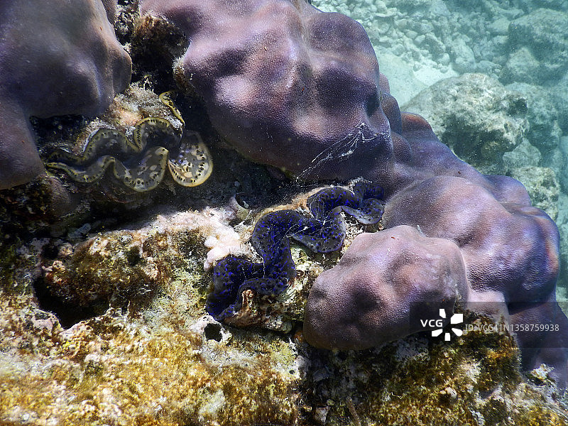 两个砗磲蛤或巨型蛤在Porites珊瑚，拉纳利珊瑚礁，马尔代夫图片素材