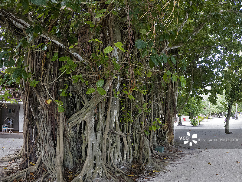 马尔代夫岛上的一棵巨大的榕树(班加勒无花果)图片素材