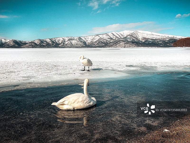 在日本北海道冬季湖里游泳的天鹅图片素材