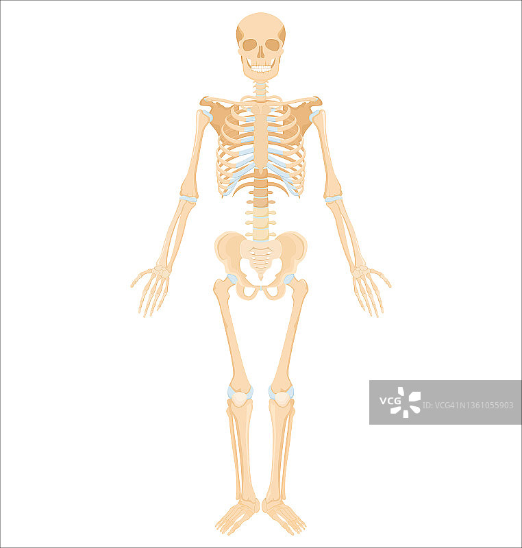 人类的骨骼。医学解剖旗帜。逼真的四肢或头骨的黄色骨骼，带有脊柱和肋骨的躯干。孤立骨骼系统的前视图。向量详细的科学教育模式图片素材