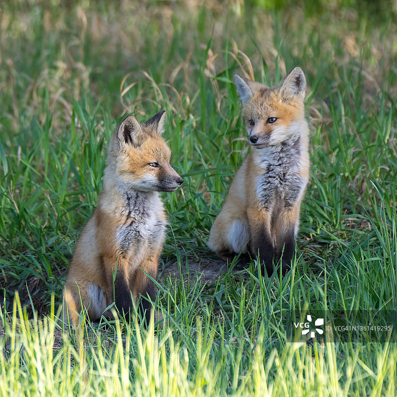狐狸幼崽的兄弟姐妹图片素材