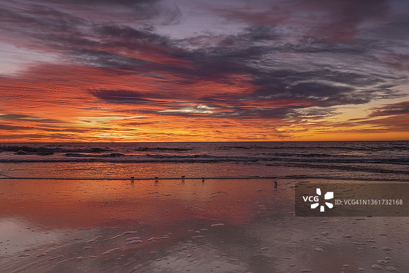 三德林鸟在泽西海岸的日出天空下的惊人风景图片素材