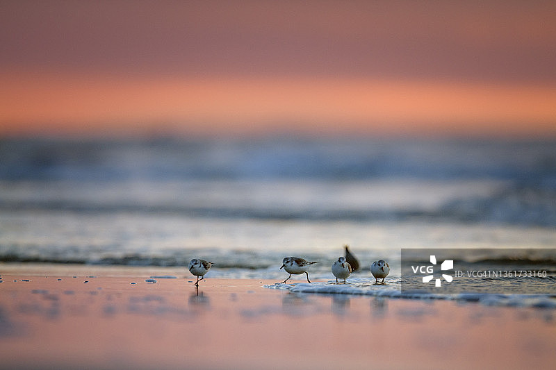 在泽西海岸的冬日日出中，一群美丽的桑德林图片素材