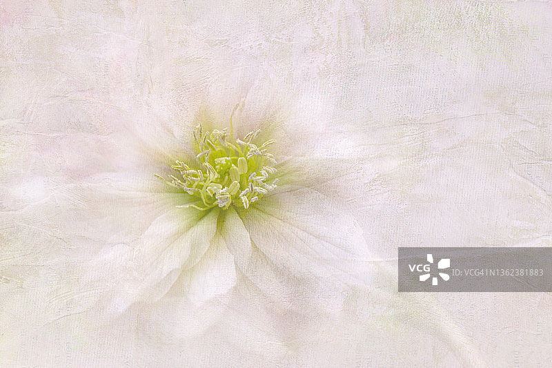 一个单一的白色嚏根草春天花柔软的纹理添加图片素材