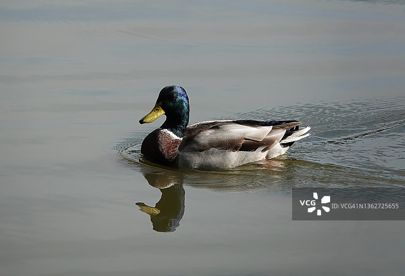 这是一张美丽的照片，在一个阳光明媚的日子里，一只雄性野鸭游过一个平静的池塘。图片素材
