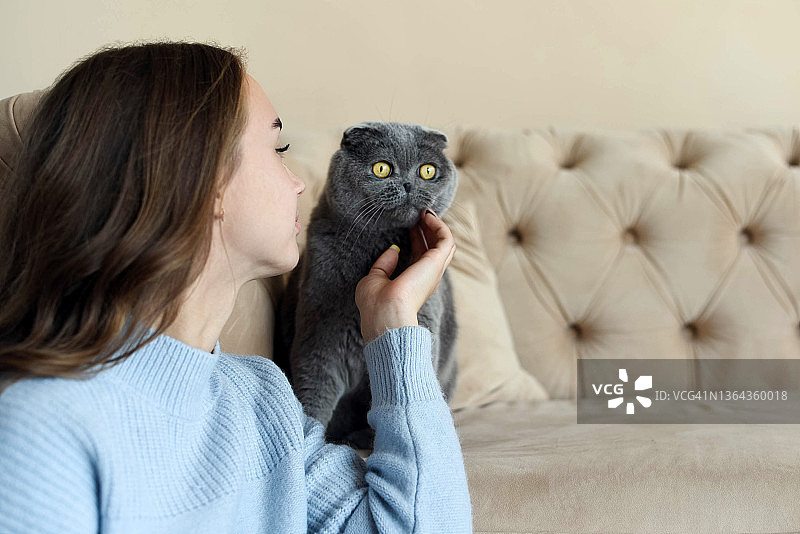 年轻漂亮的女孩带着一只宠物猫。英国折固执的灰猫。图片素材