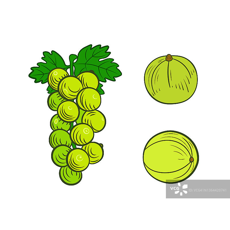 矢量白葡萄手绘插图孤立在白色背景，绿色的叶子，白葡萄酒标志。图片素材