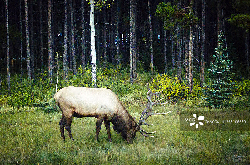 野生麋鹿，在加拿大落基山脉的森林边缘栖息地吃草图片素材