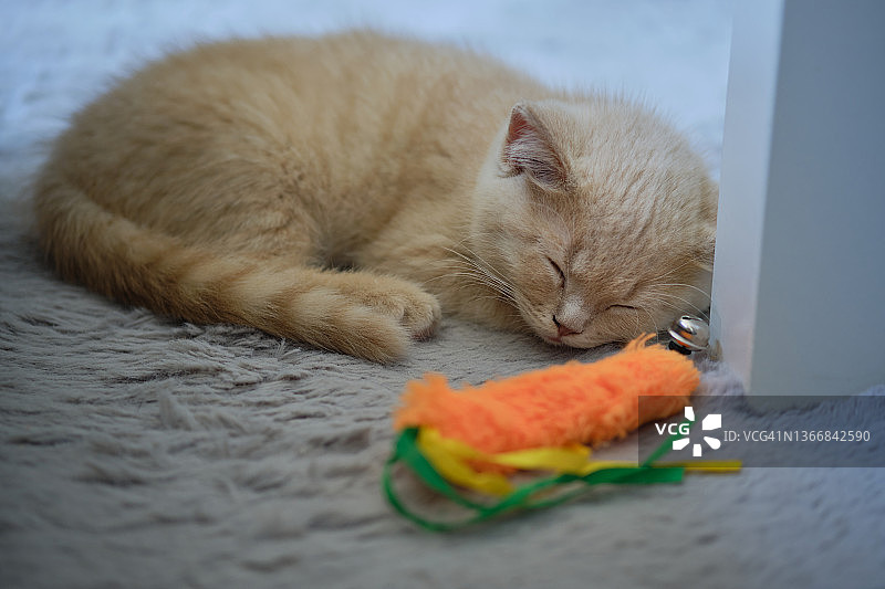 金格猫睡在地毯上图片素材