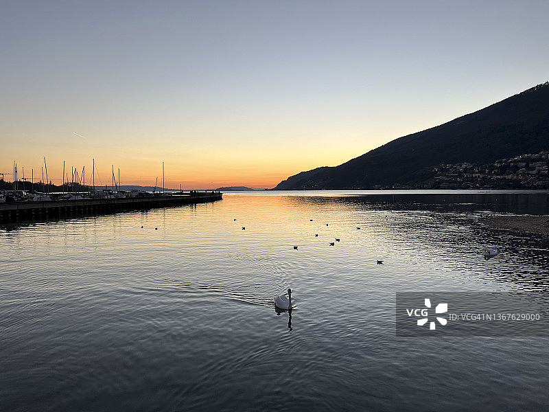 瑞士贝尔湖上的天鹅和水鸟图片素材