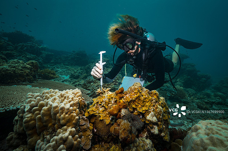 潜水员在水下研究珊瑚图片素材