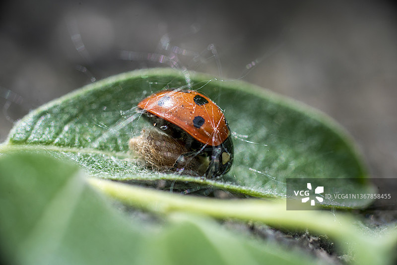 僵尸因子(Ladybug)图片素材