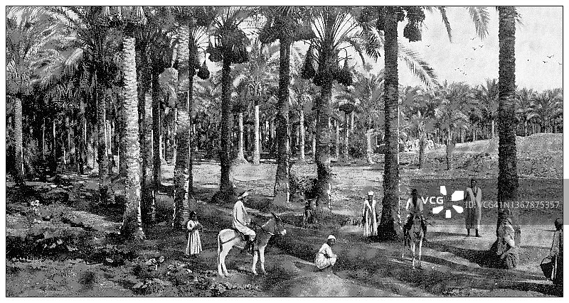 古埃及旅行照片:孟菲斯附近的棕榈树图片素材