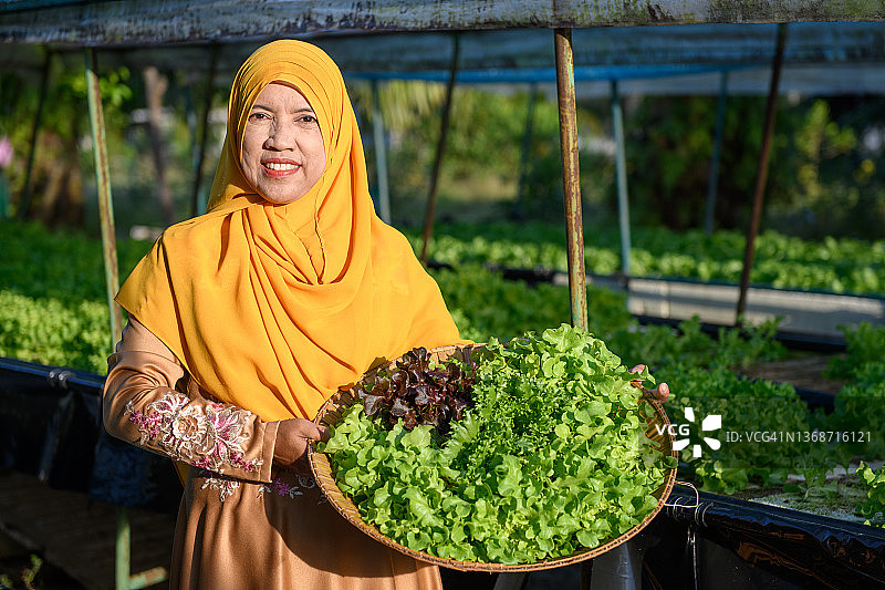 亚洲穆斯林妇女农民与生菜站在水培农场图片素材