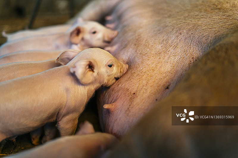 农场里一群给母猪哺乳的小猪图片素材